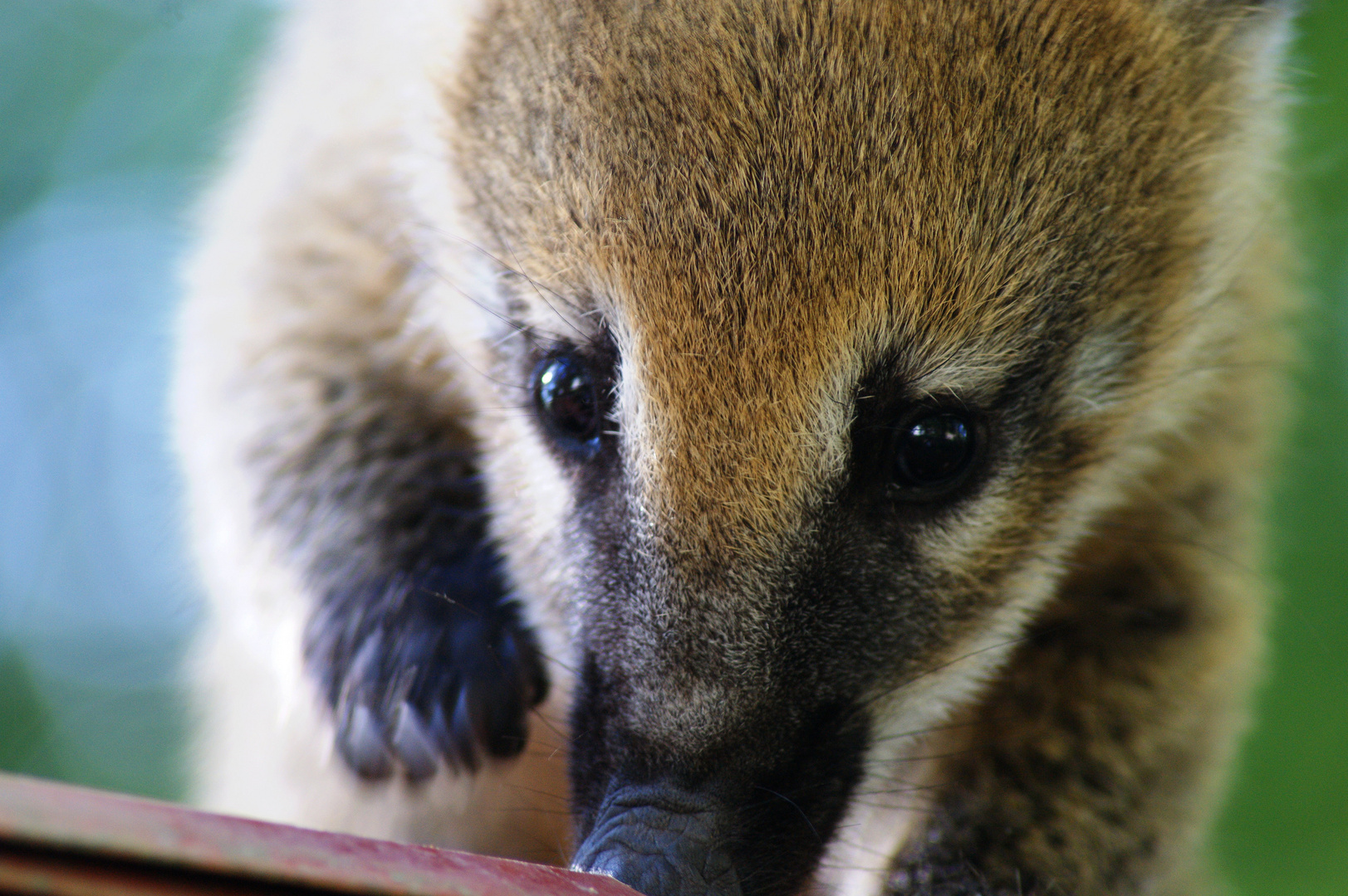 Nasenbär