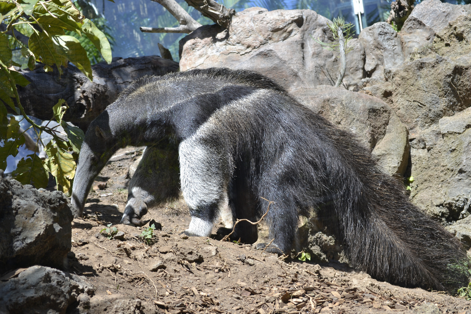 Nasenbär