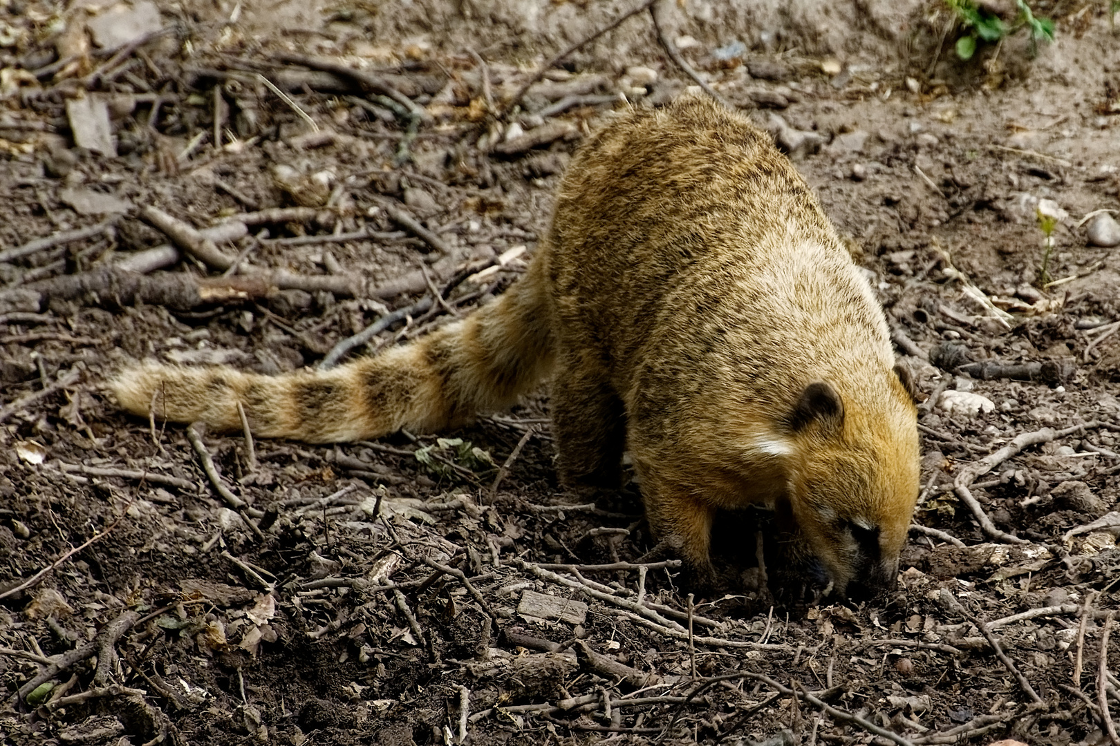 Nasenbär