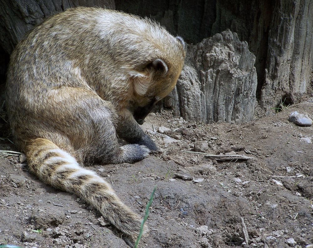 Nasenbär