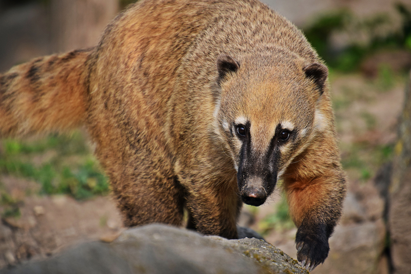 Nasenbär