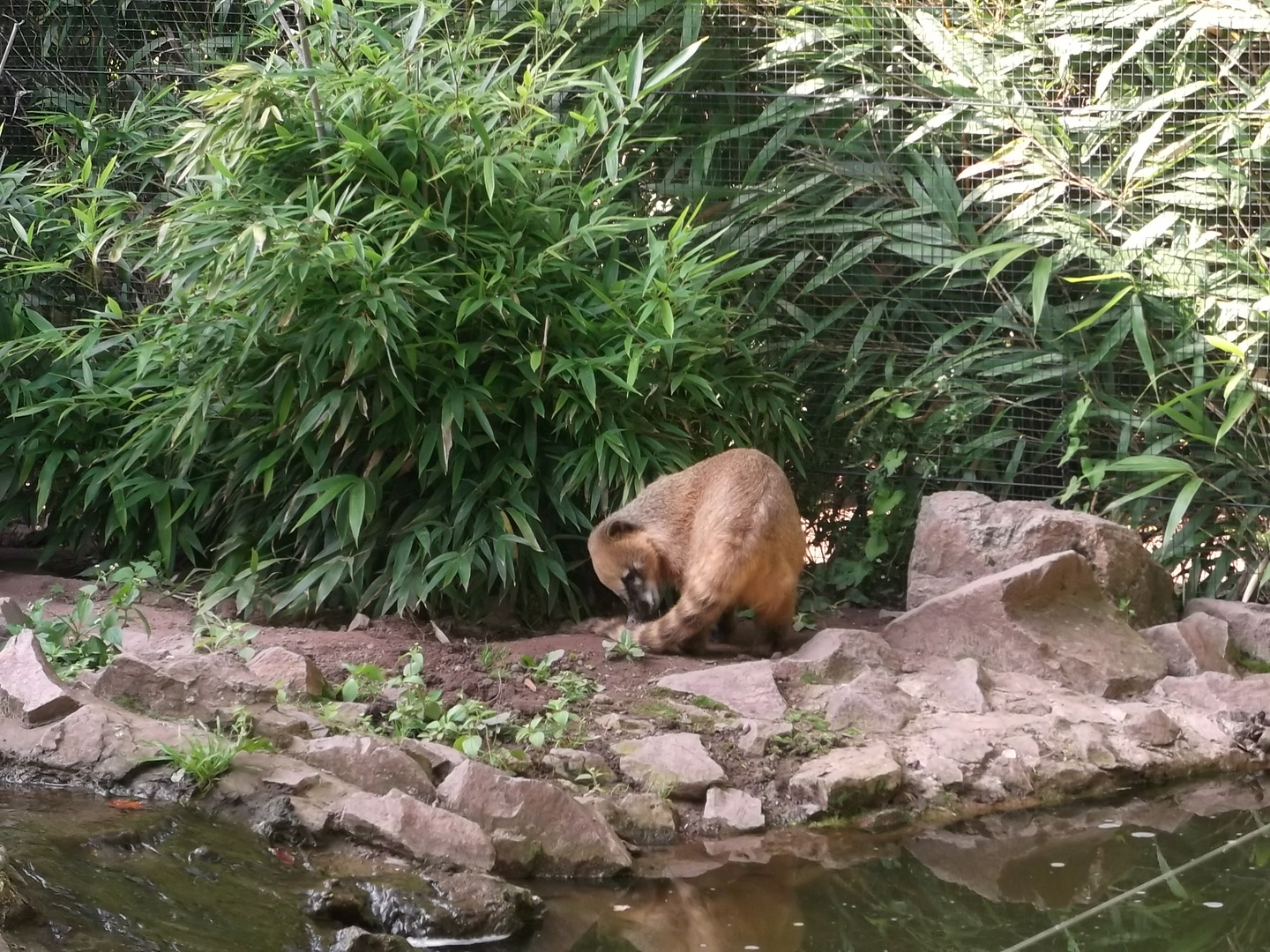 Nasenbär