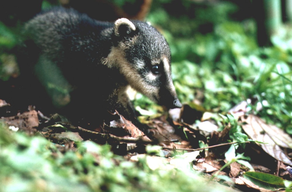 Nasenbär