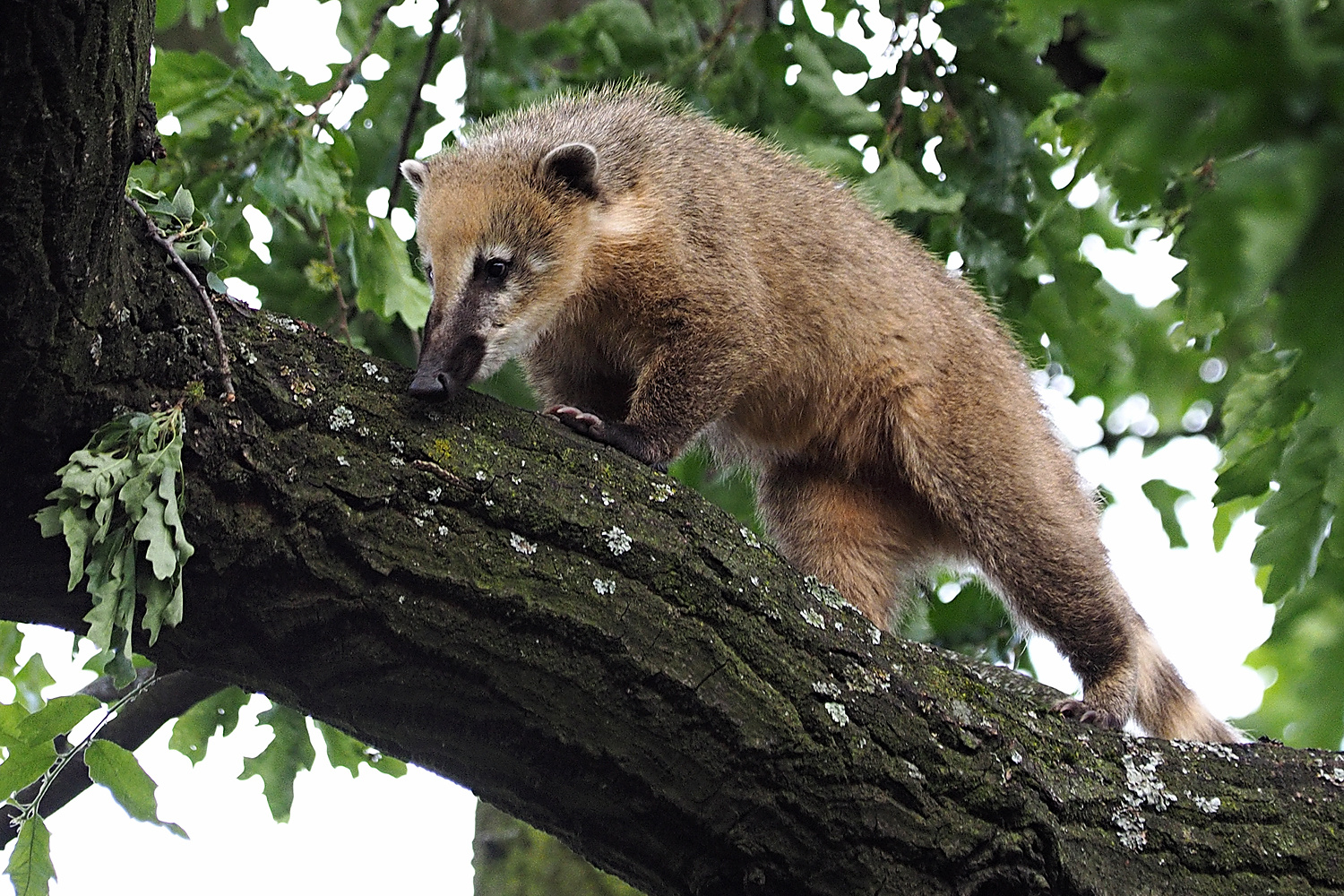 Nasenbär...