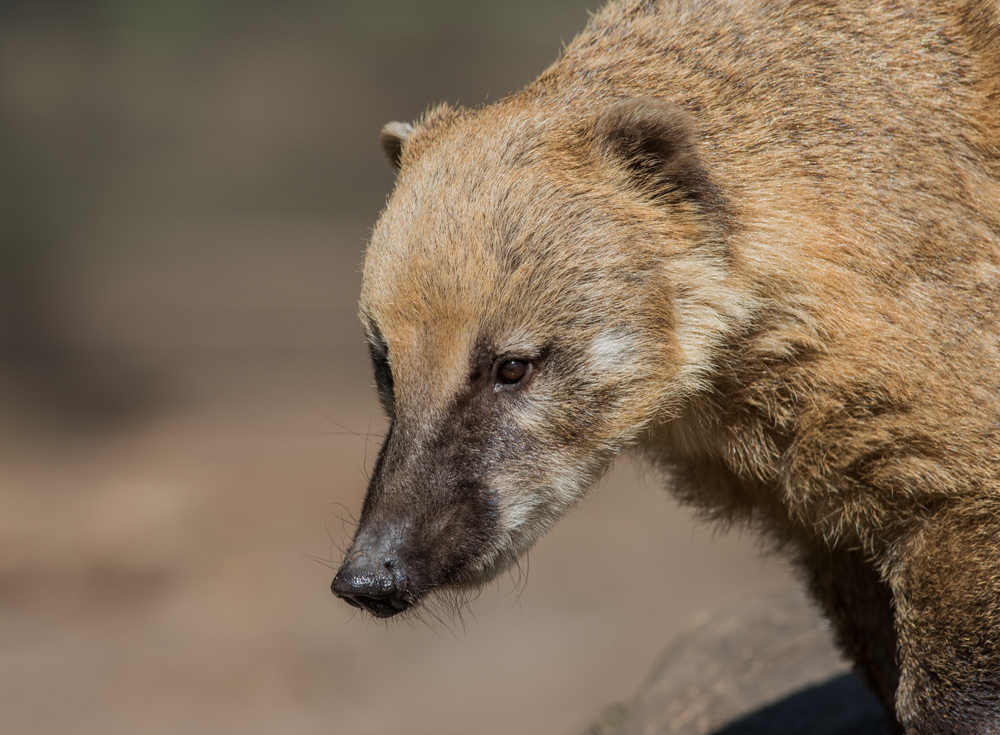 Nasenbär