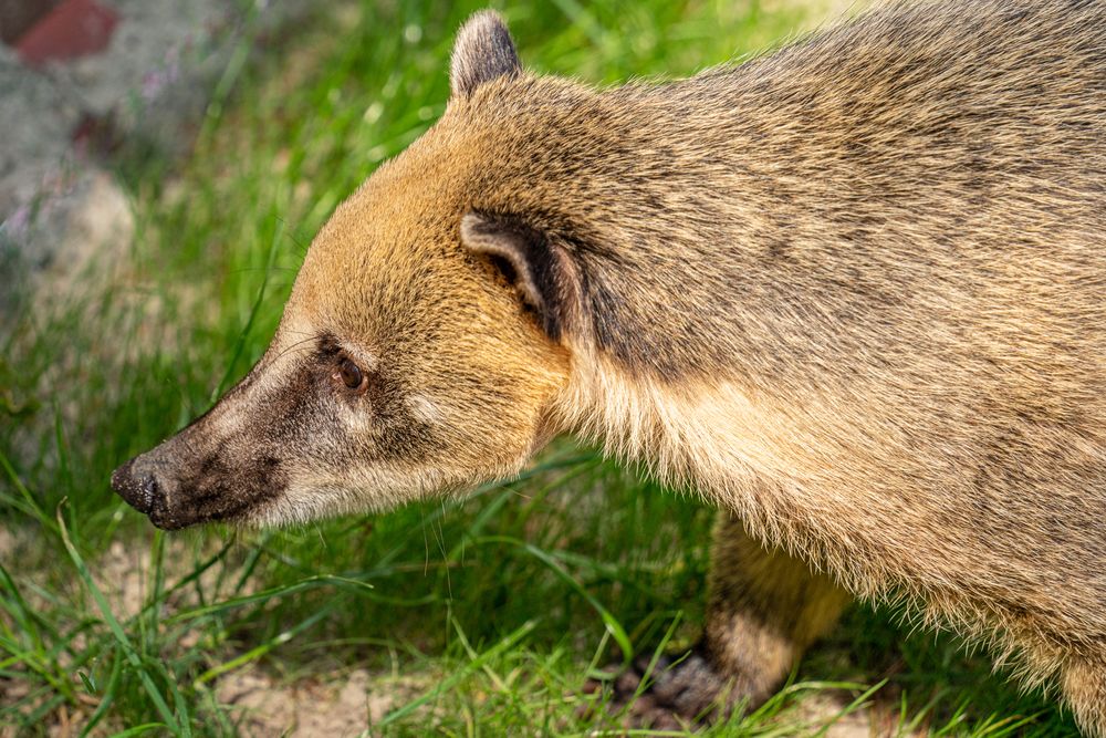 Nasenbär