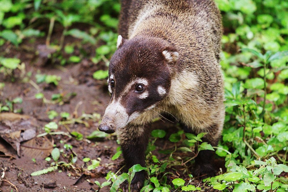 Nasenbär