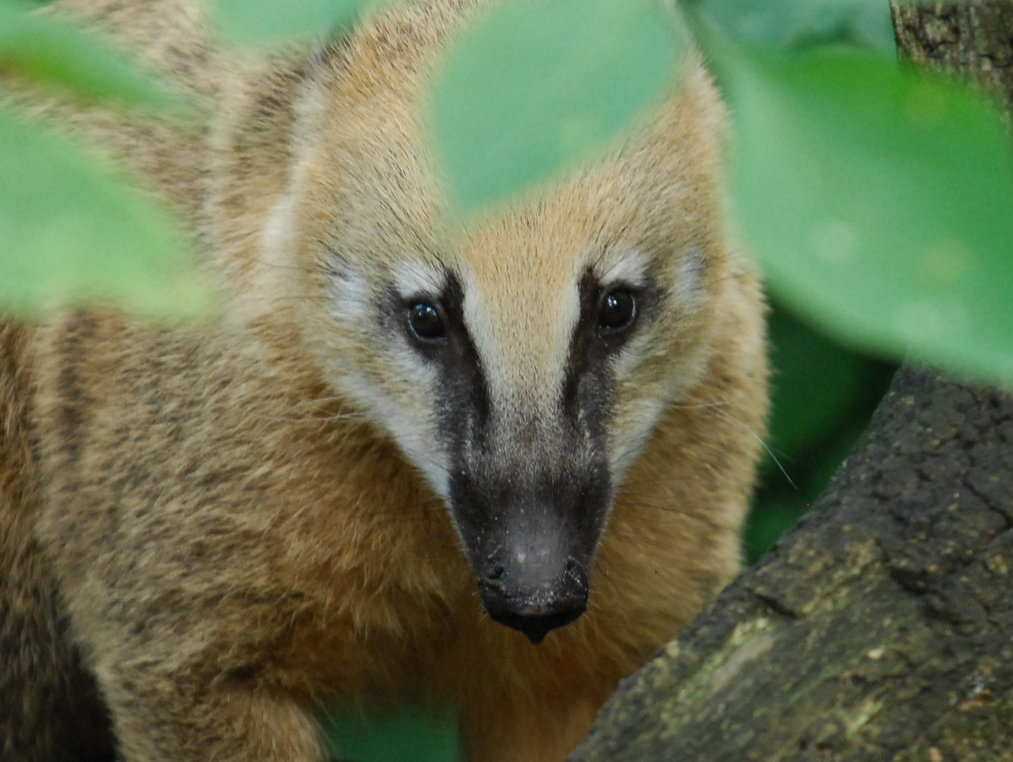 Nasenbär