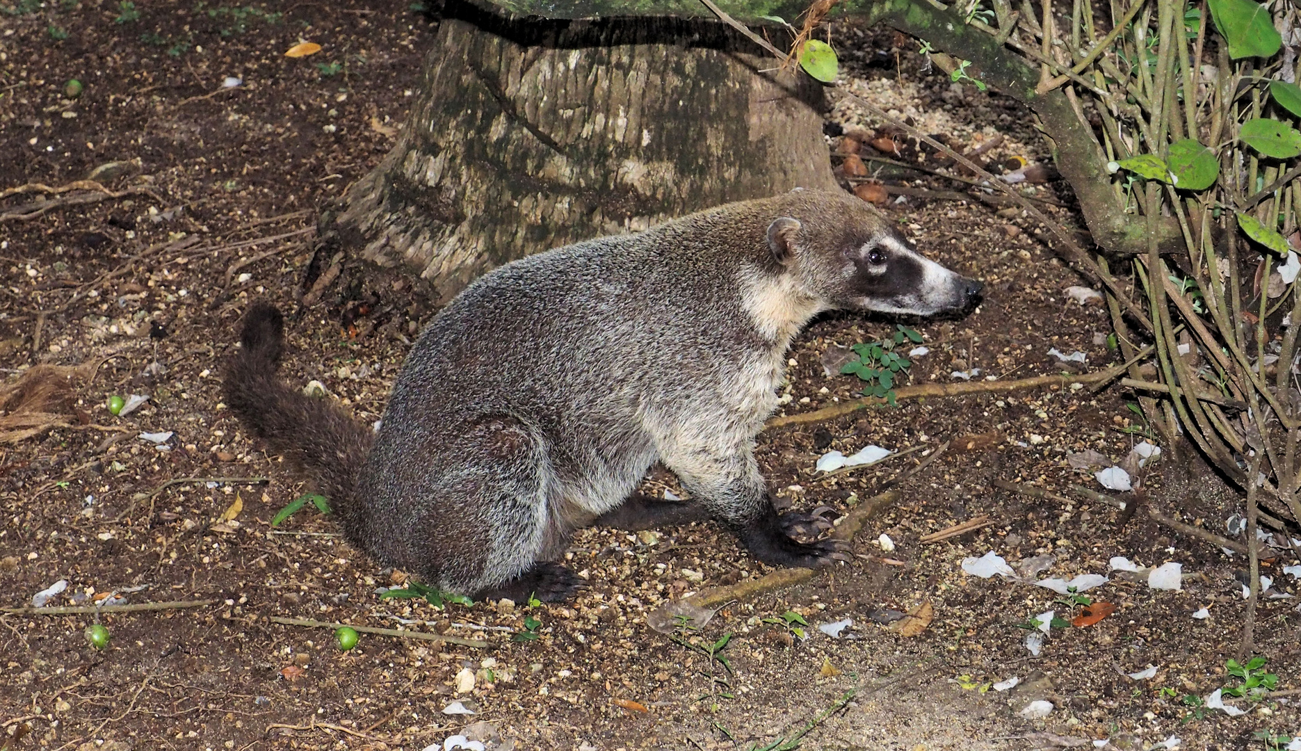 Nasenbär