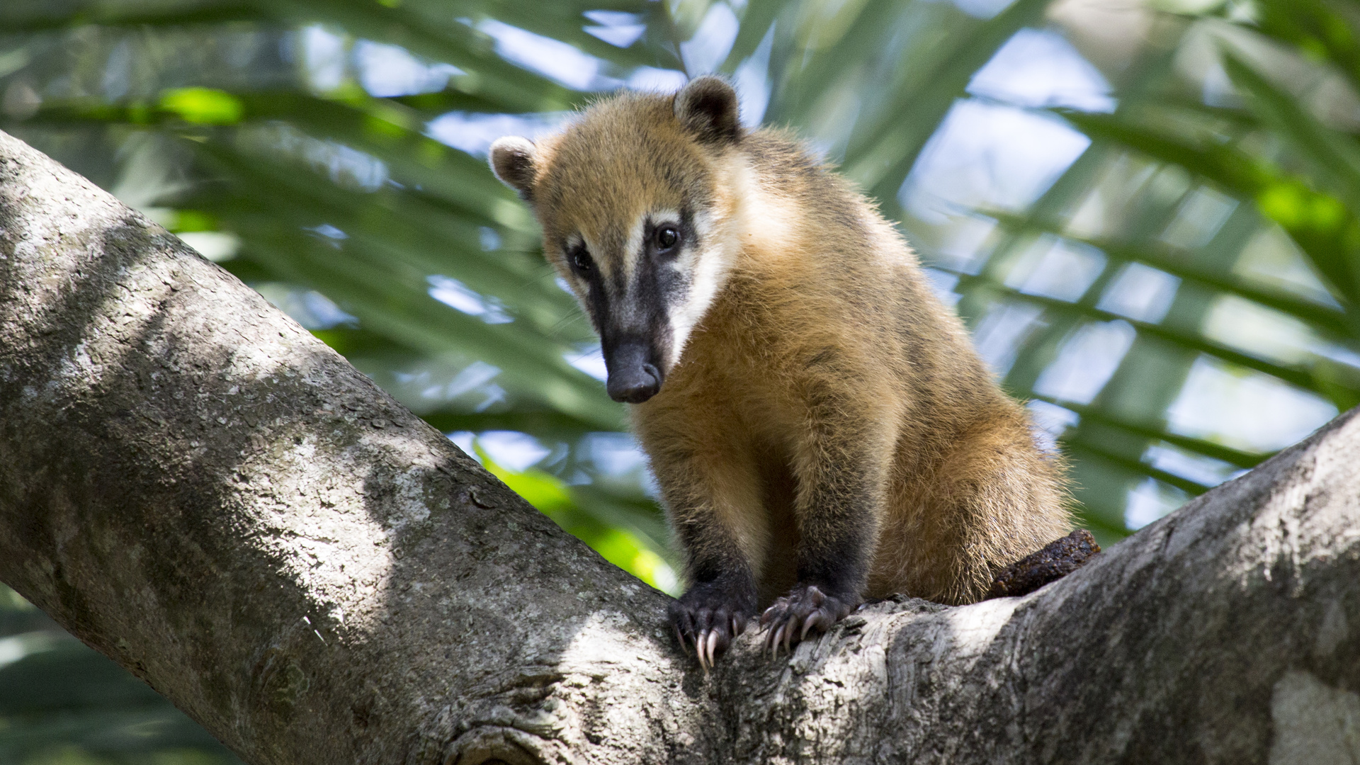 Nasenbär