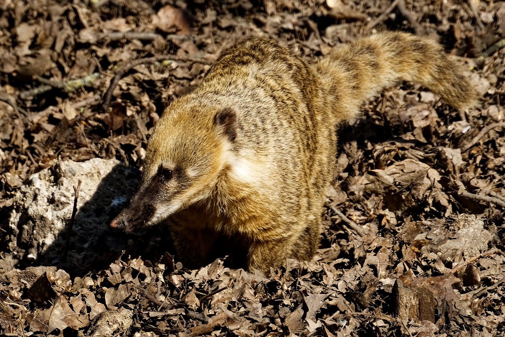 Nasenbär