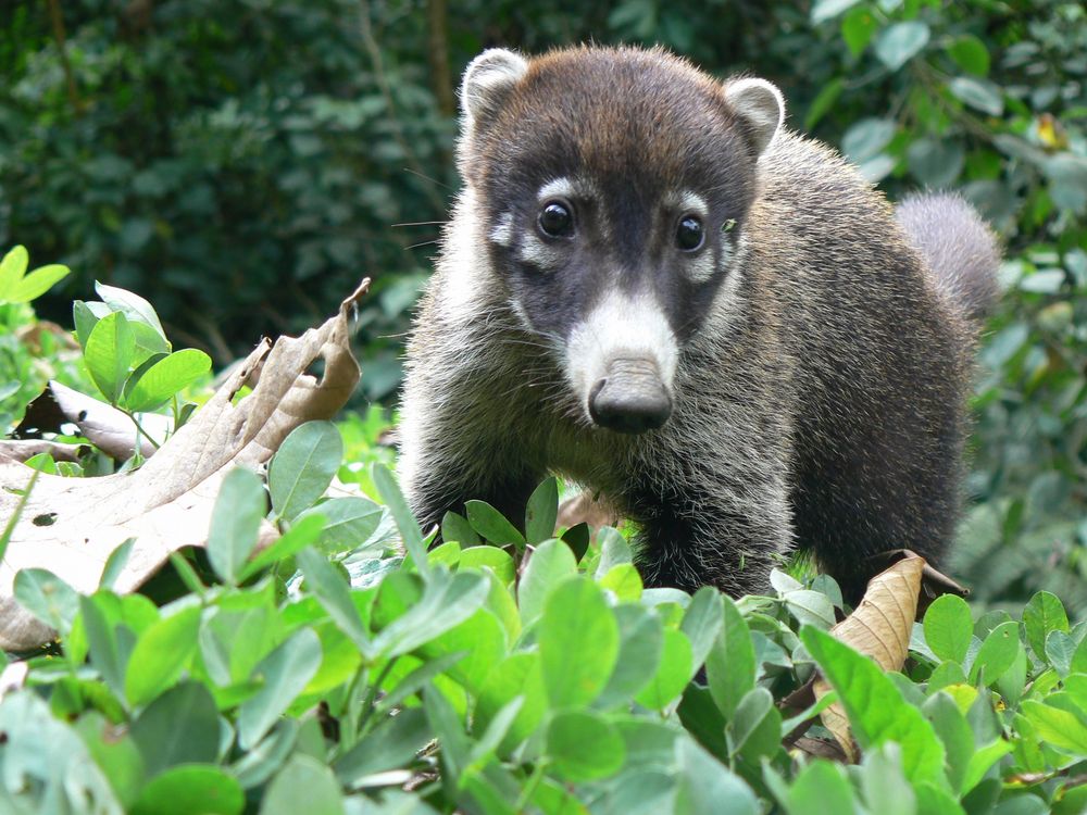 Nasenbär Foto & Bild | tiere, wildlife, wildlife: sonstige tiere Bilder auf fotocommunity