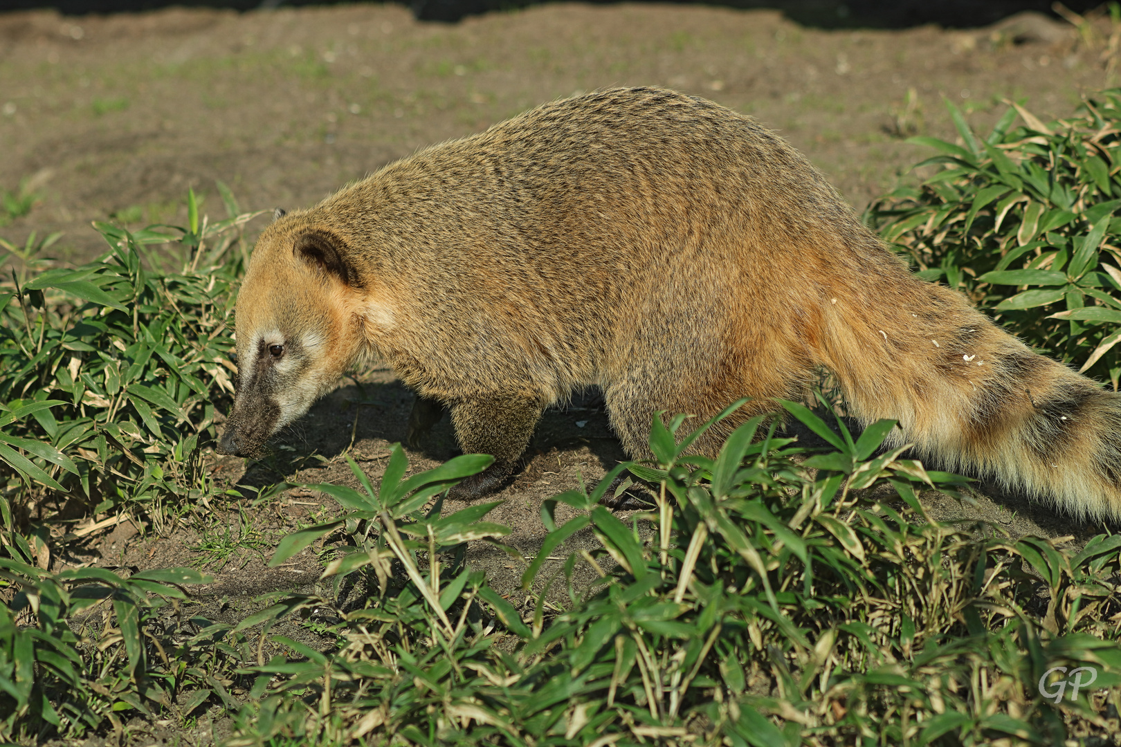 Nasenbär