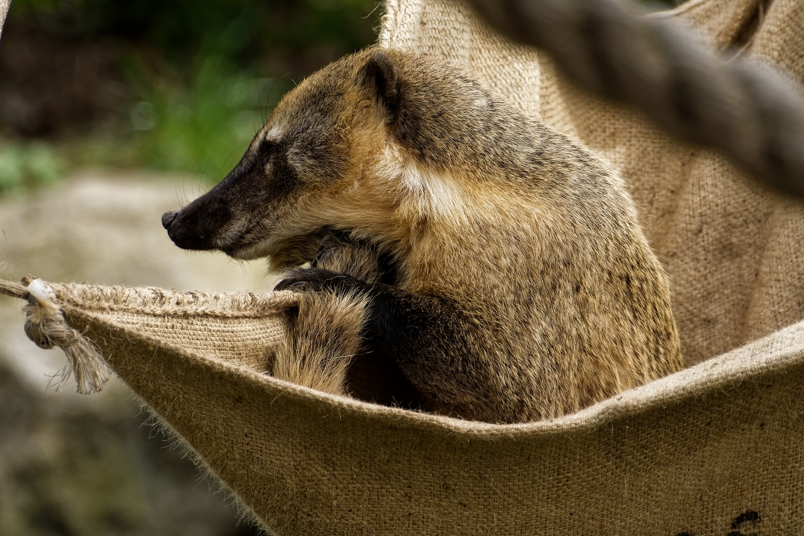 Nasenbär 