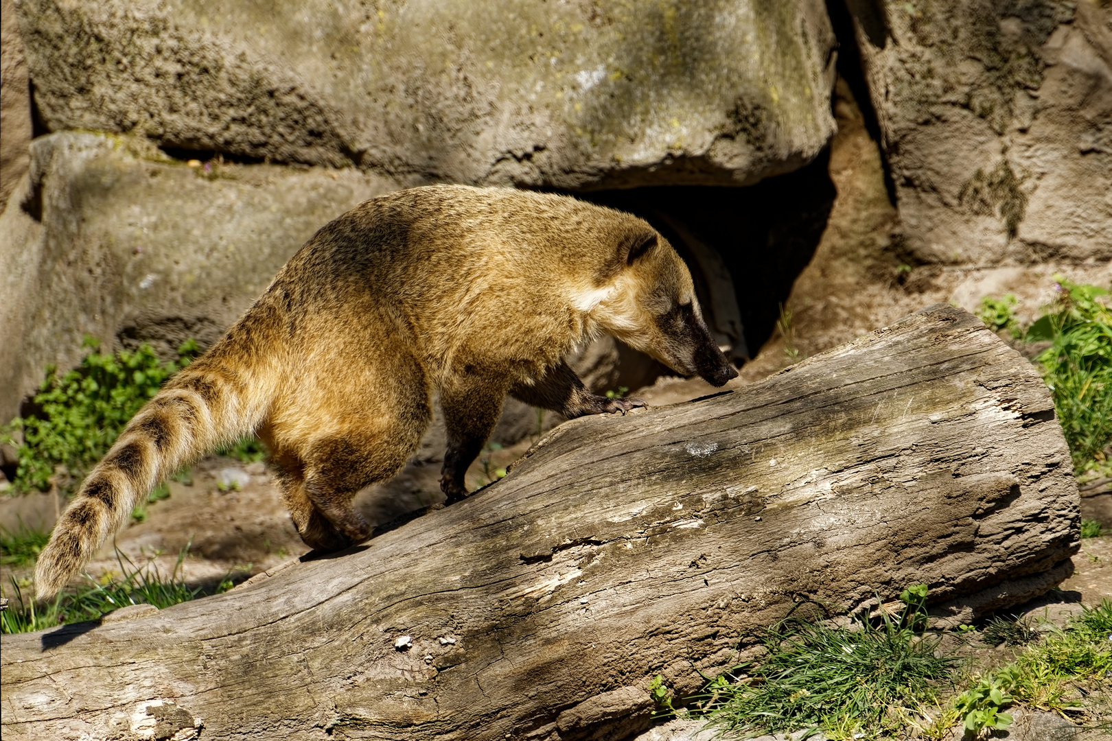 Nasenbär