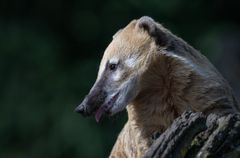 Nasenbär