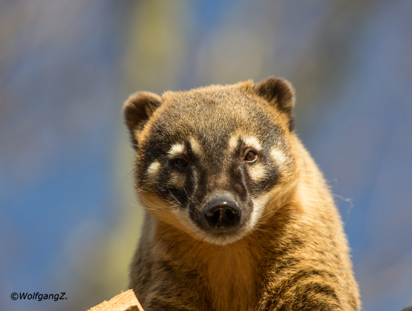 Nasenbär