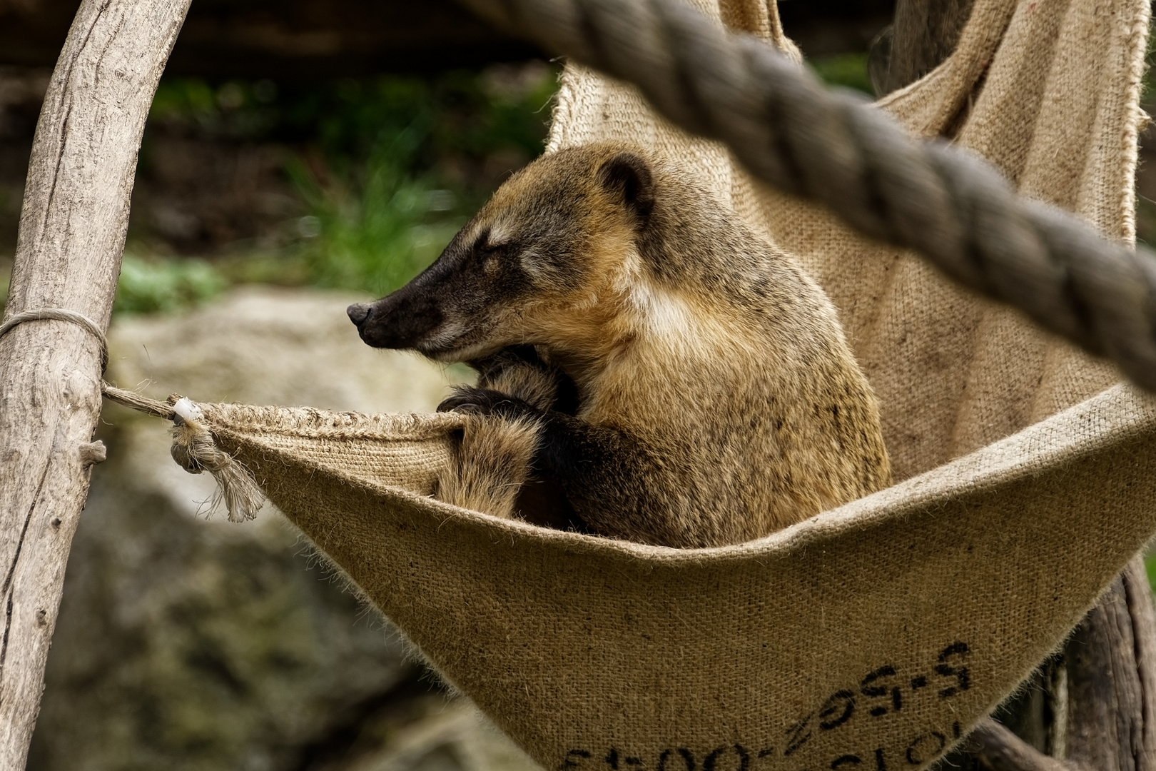 Nasenbär 