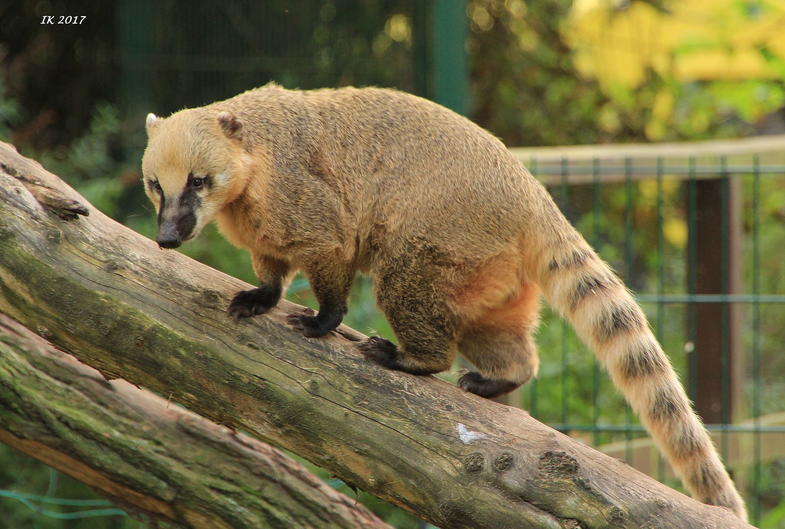 Nasenbär