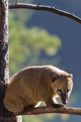 Nasenbär - am Baum