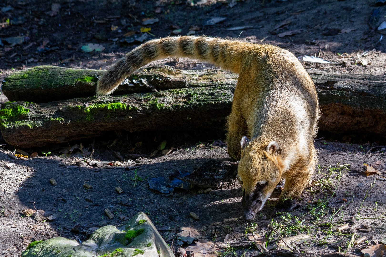 Nasenbär auf Futtersuche!