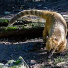 Nasenbär auf Futtersuche!