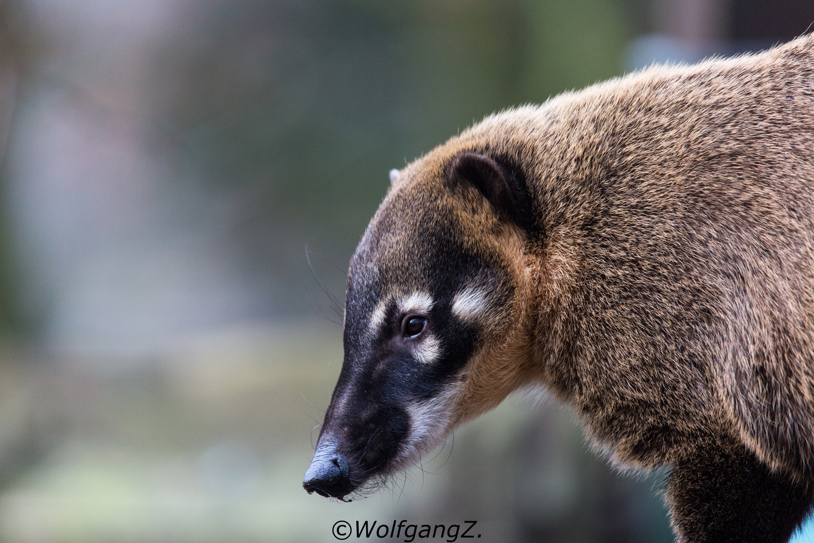 Nasenbär