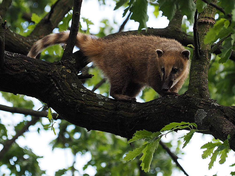 Nasenbär