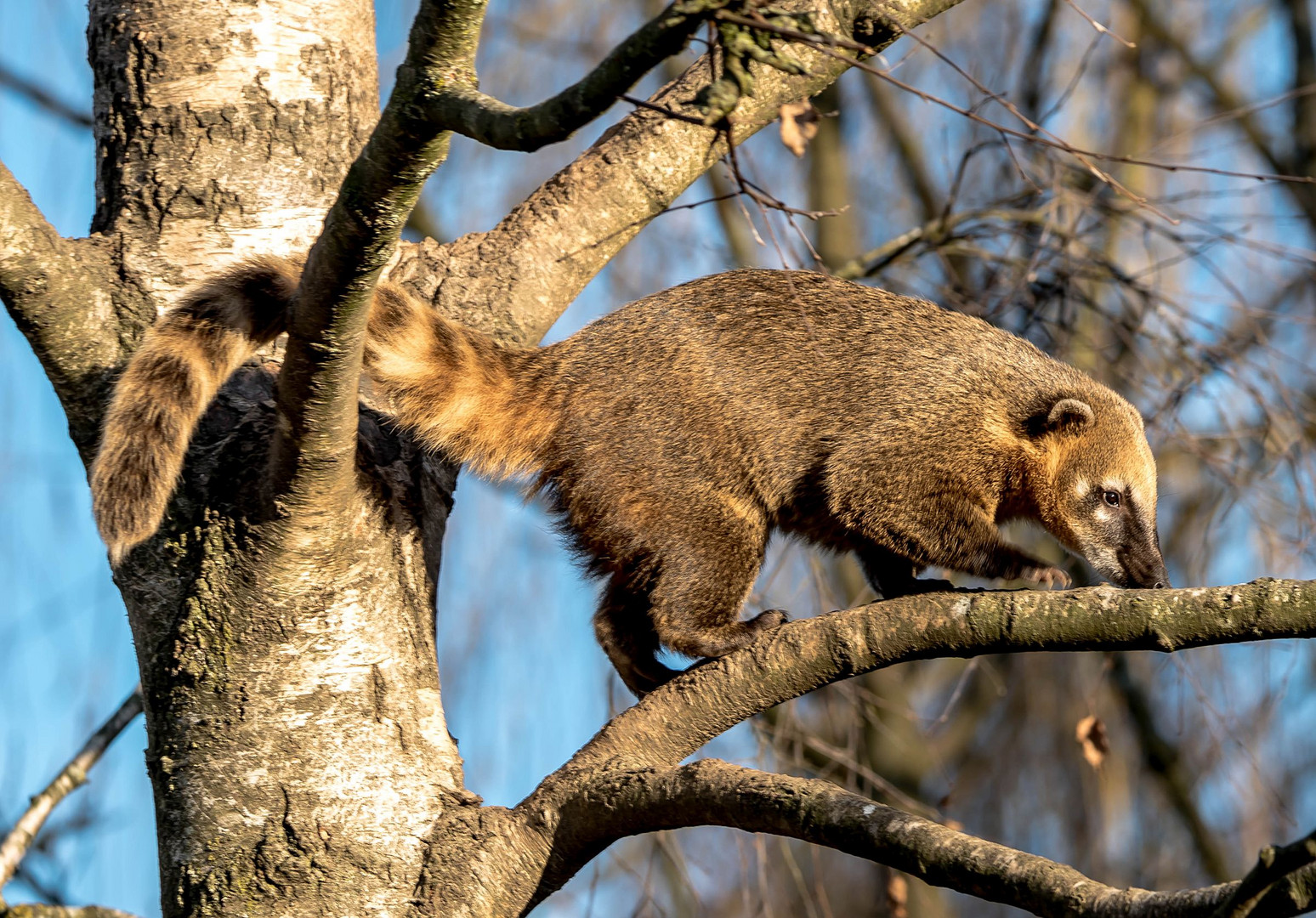 Nasenbär Foto & Bild | natur, zoo, wildpark Bilder auf fotocommunity