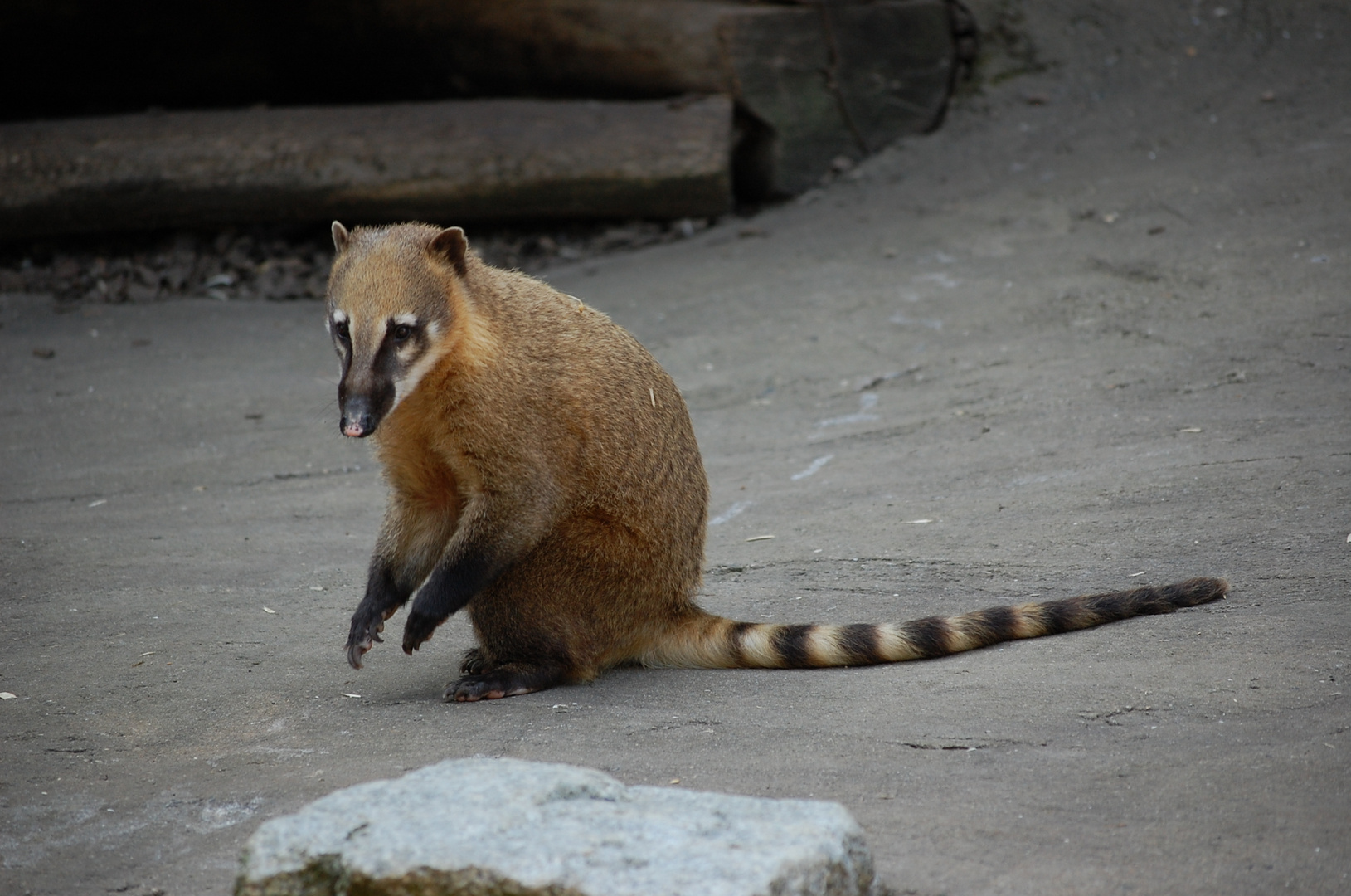 Nasenbär