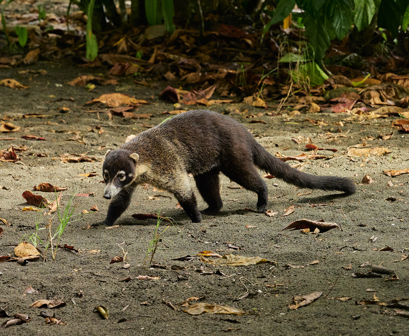 Nasenbär