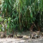 Nasenbär - Bande, Costa Rica