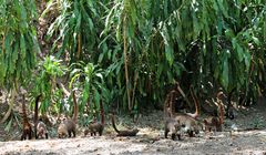 Nasenbär - Bande, Costa Rica