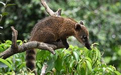 Nasenbär