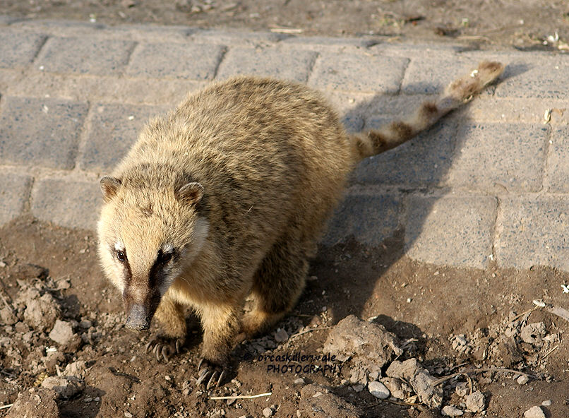 Nasenbär