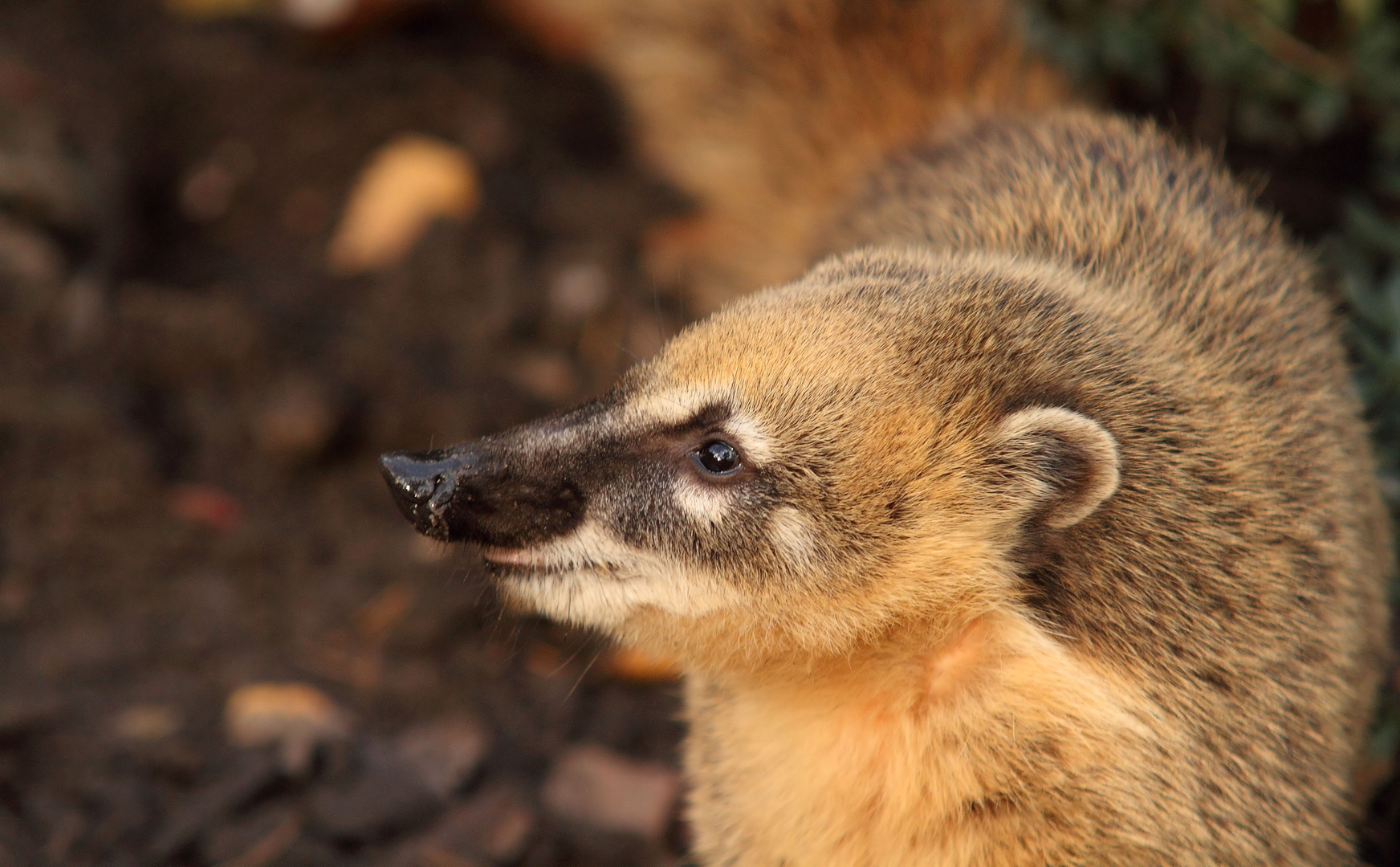 Nasenbär