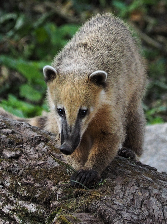 Nasenbär