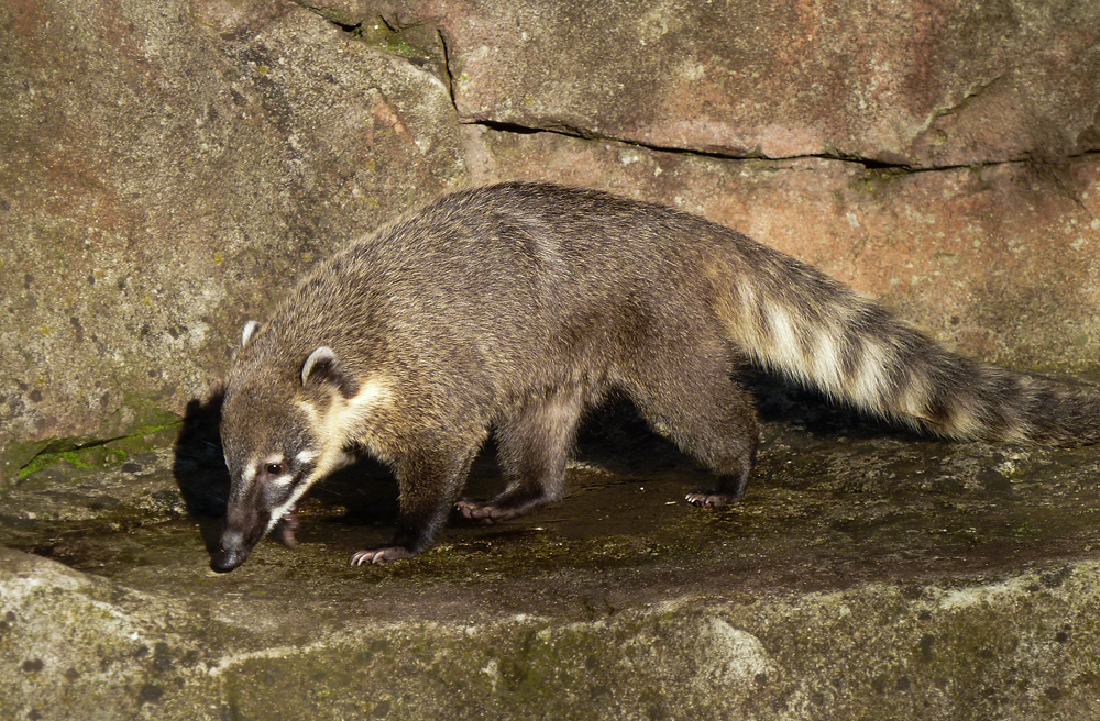 Nasenbär