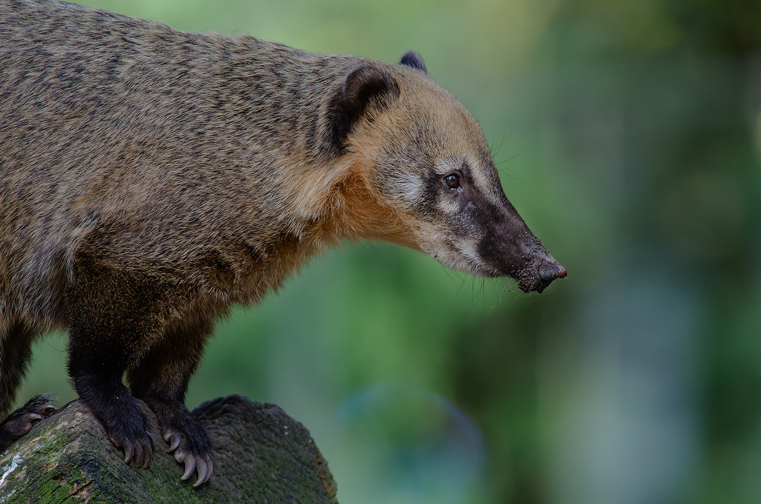 Nasenbär