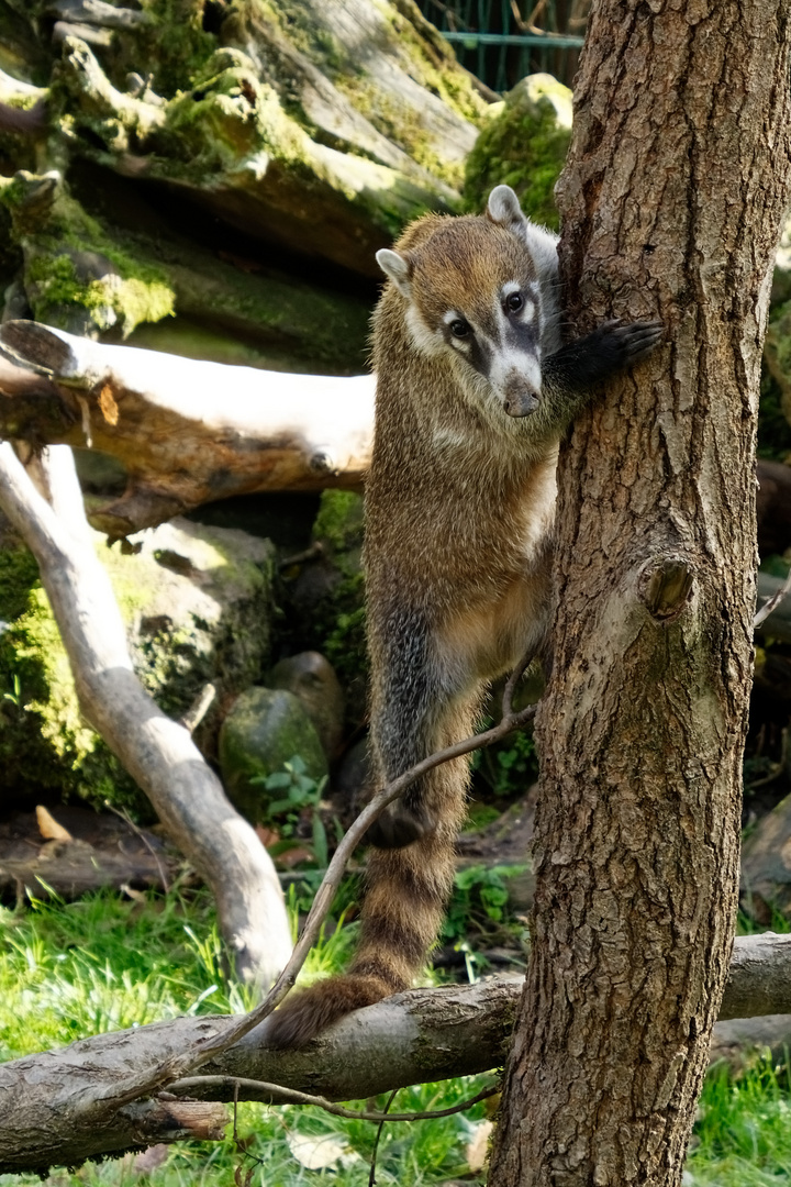 Nasenbär