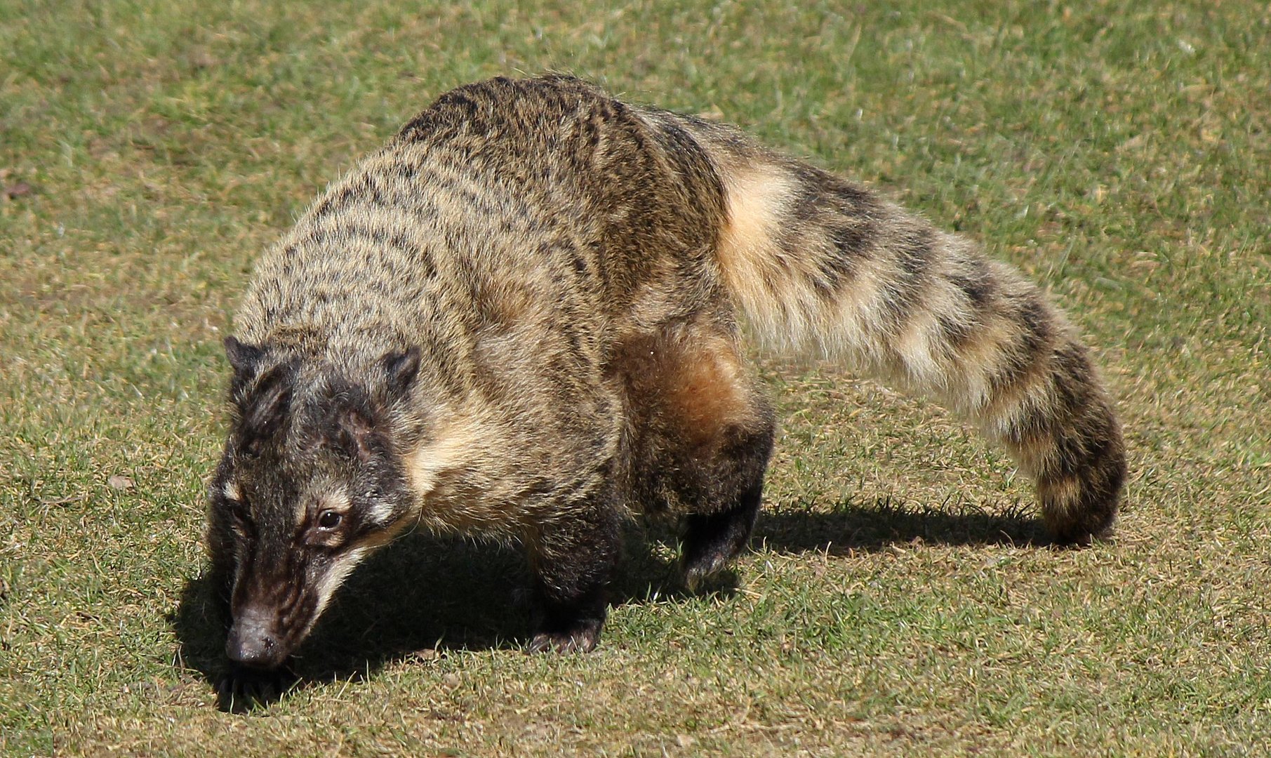 Nasenbär