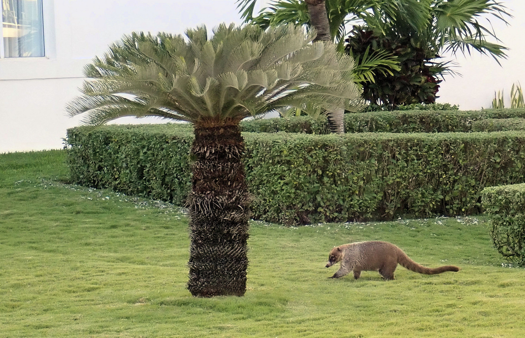 Nasenbär dreht eine Runde ...