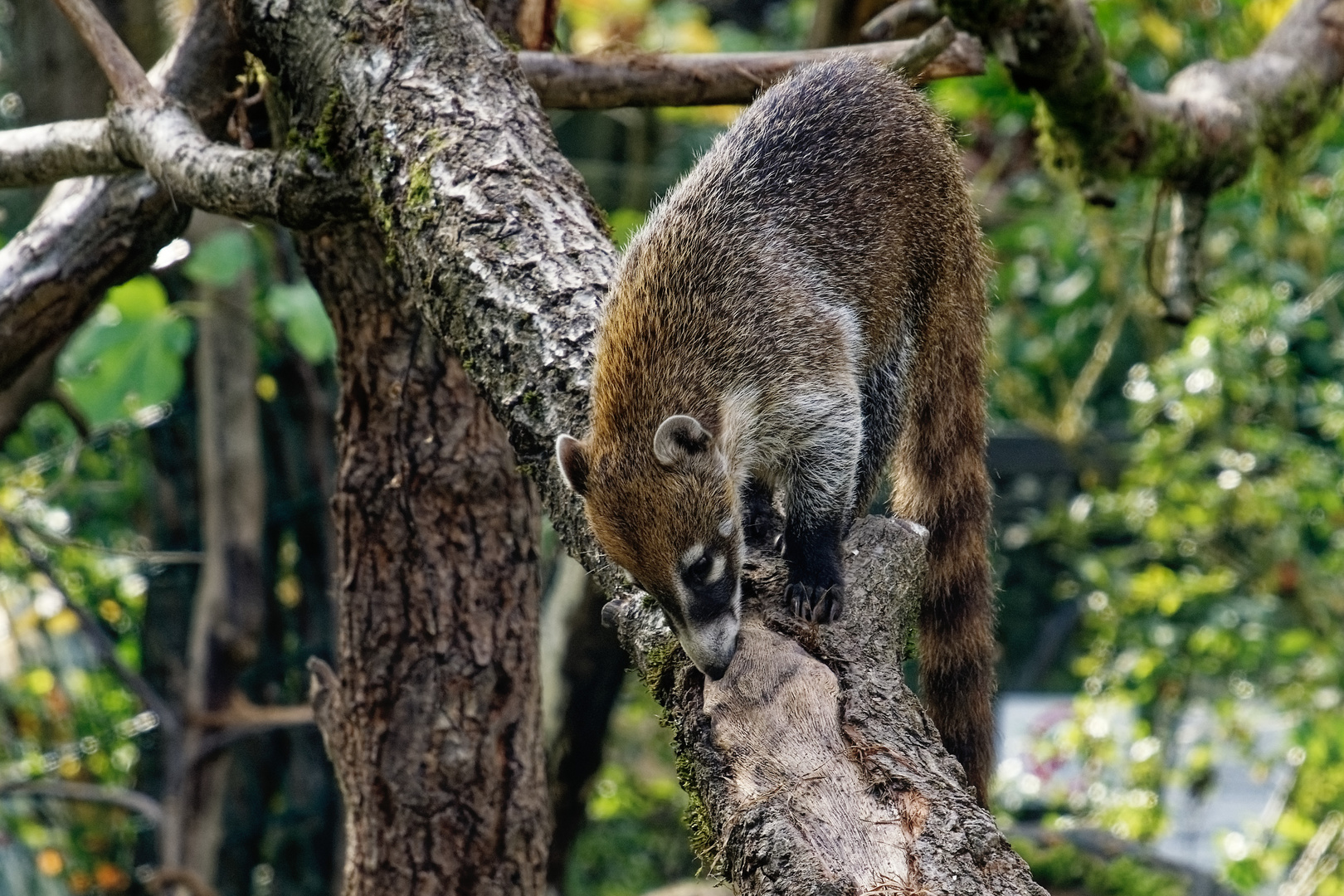 Nasenbär