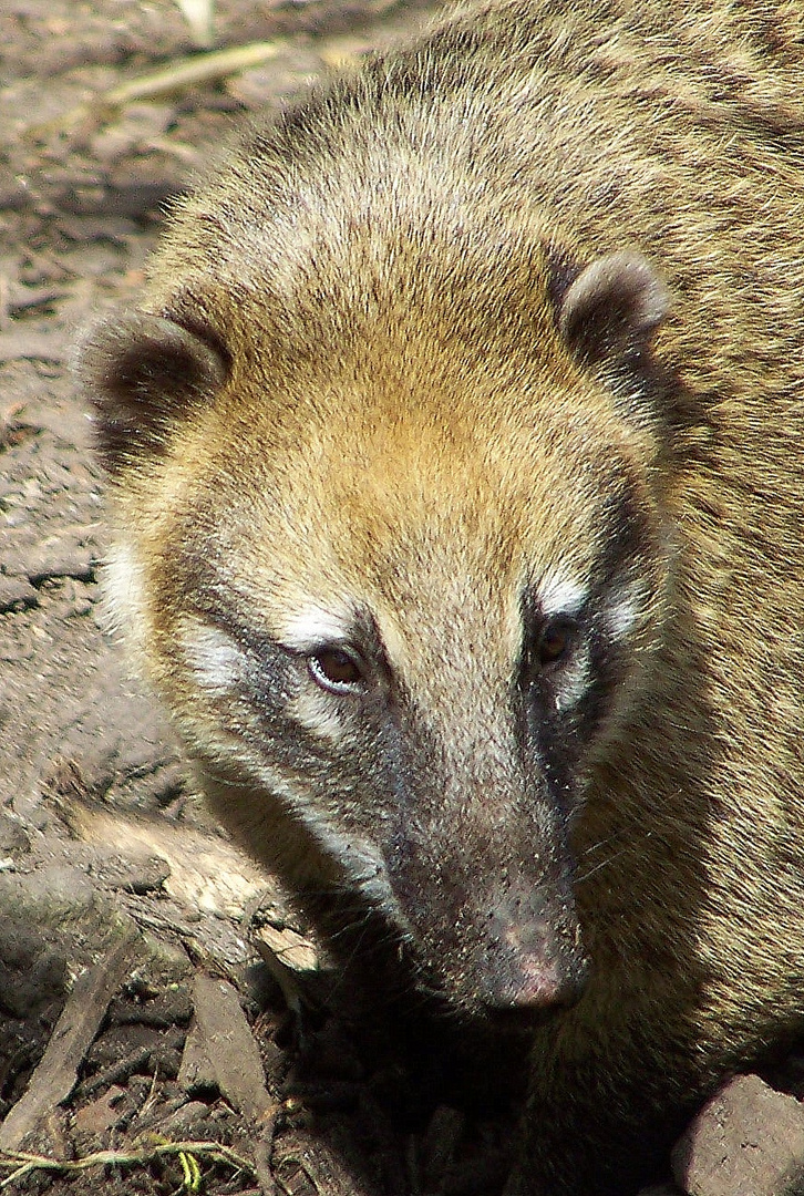 Nasenbär