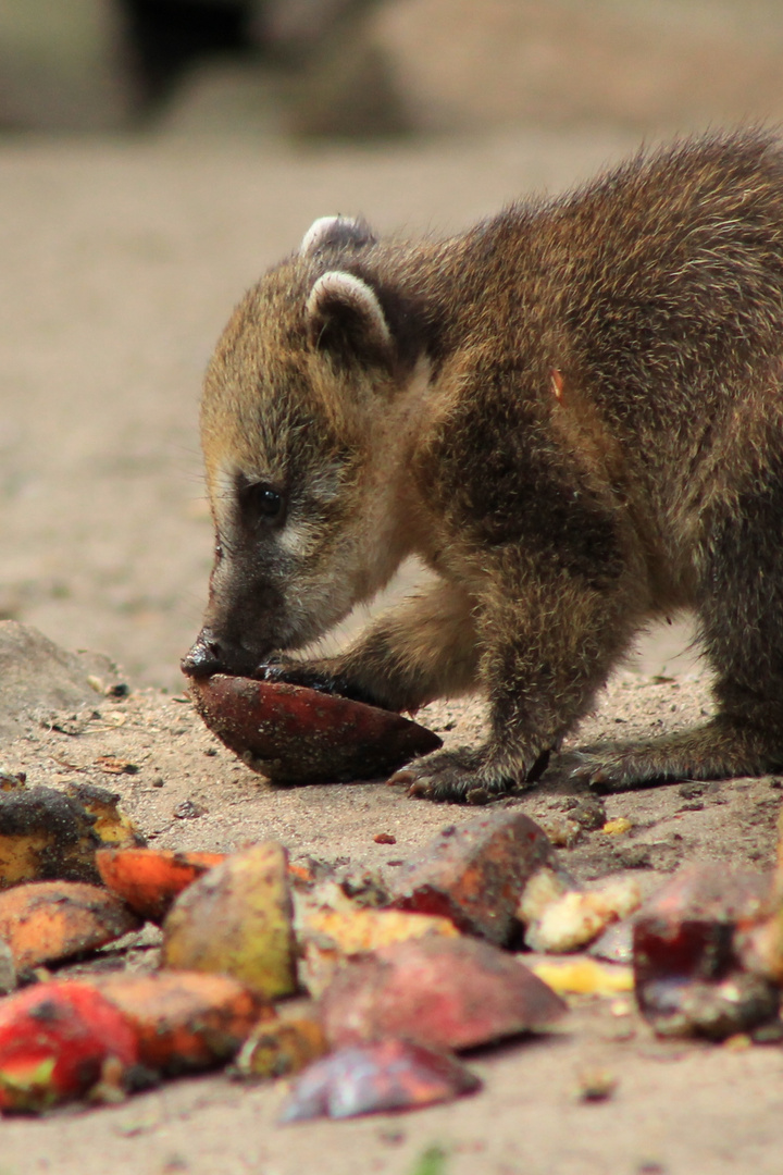 Nasenbär