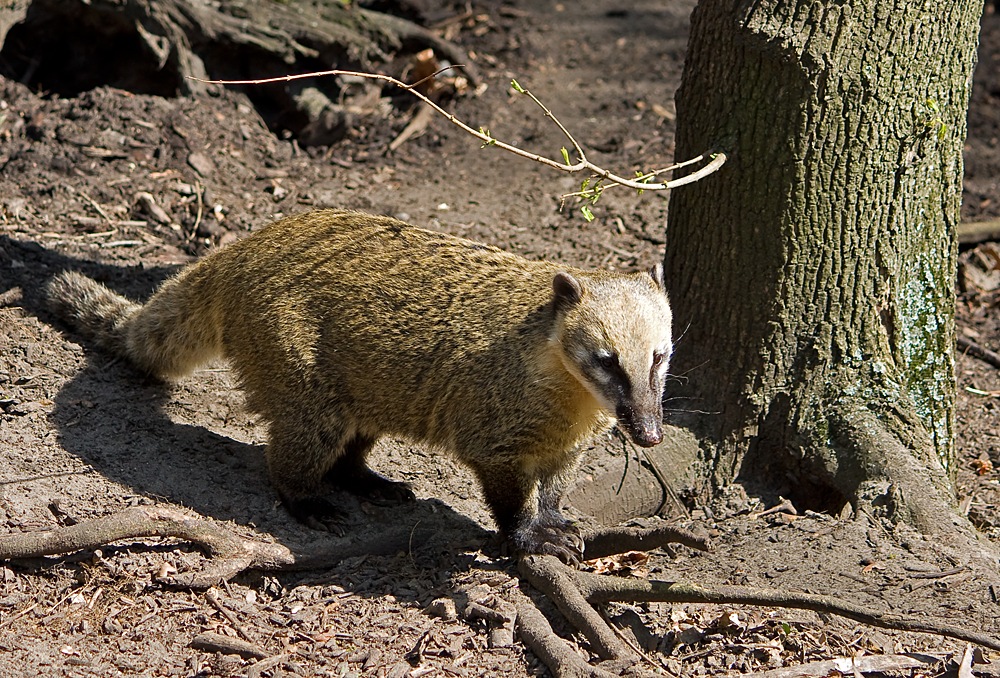 Nasenbär