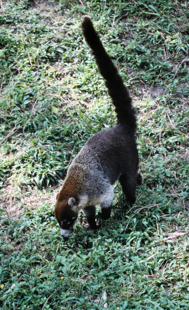 Nasenbär