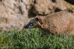 Nasenbär