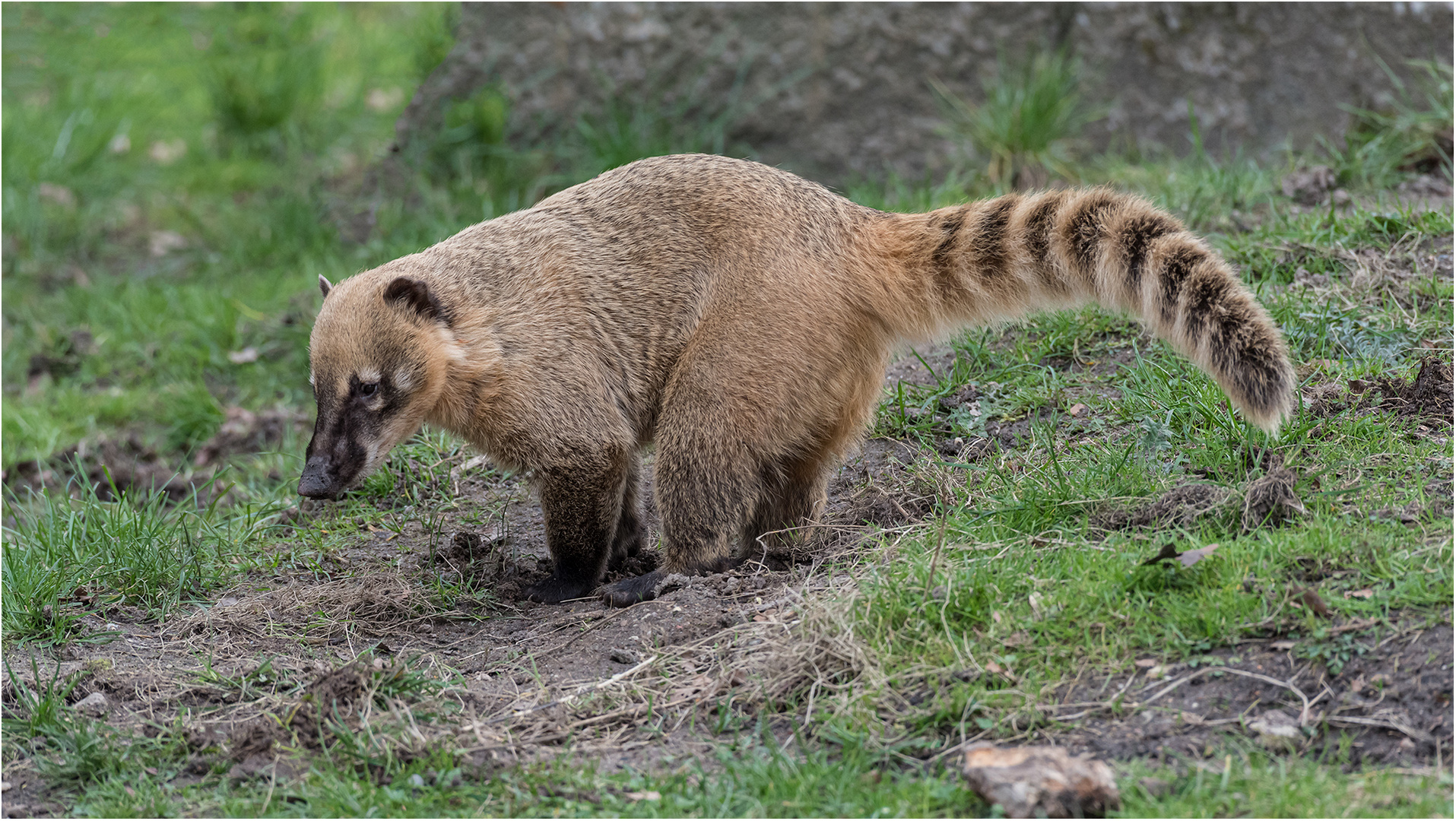 Nasenbär