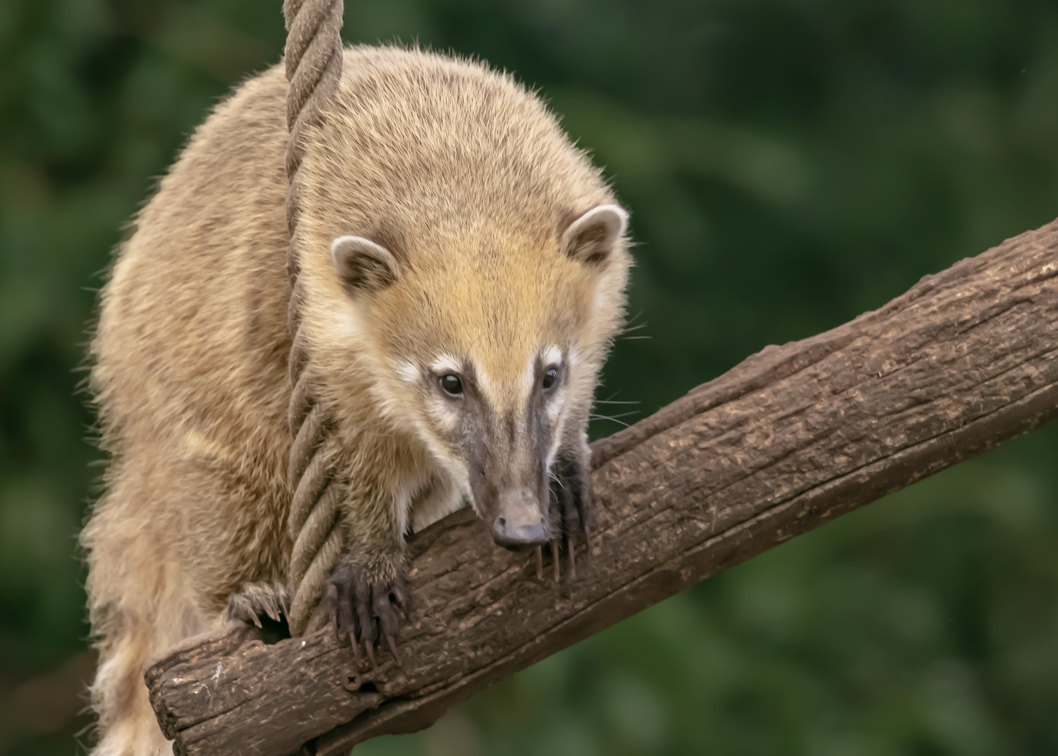 Nasenbär hat den Durchblick